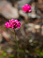 Armeria maritima Rubrifolia IMG_0974 Zawciąg nadmorski